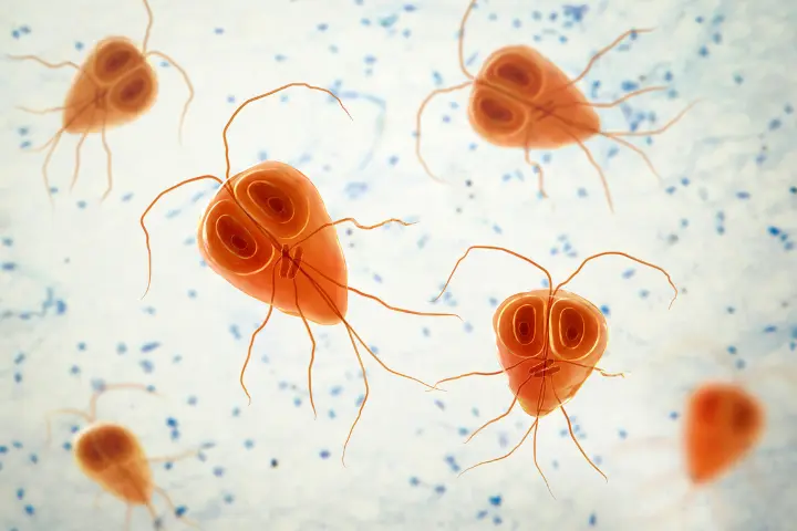 Giardia u psa – Dieta w giardiozie, jak pomóc psu z giardią
