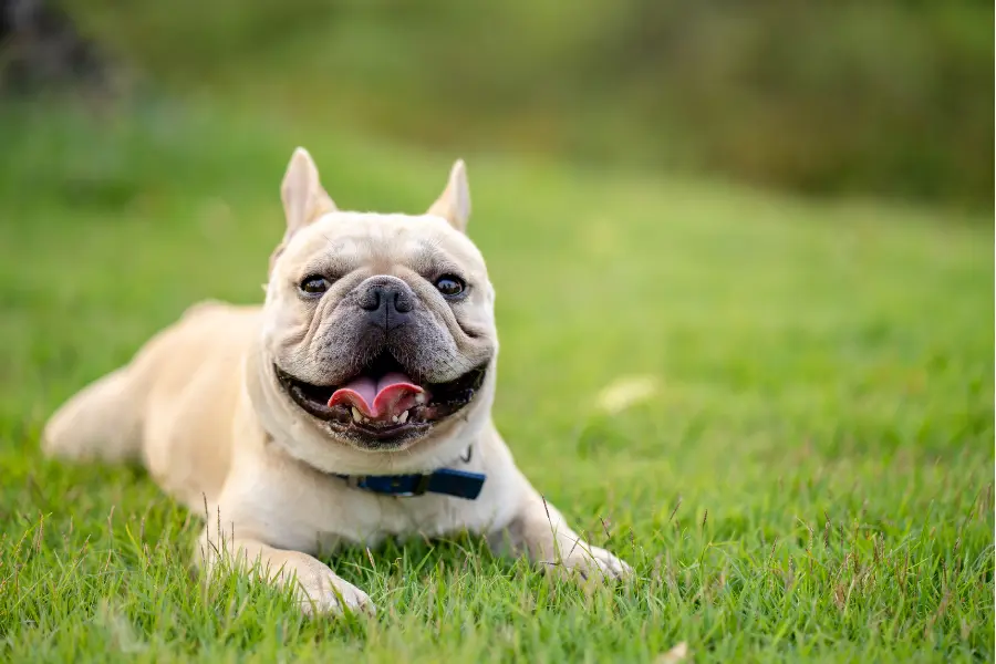 Buldog francuski leżący na trawie